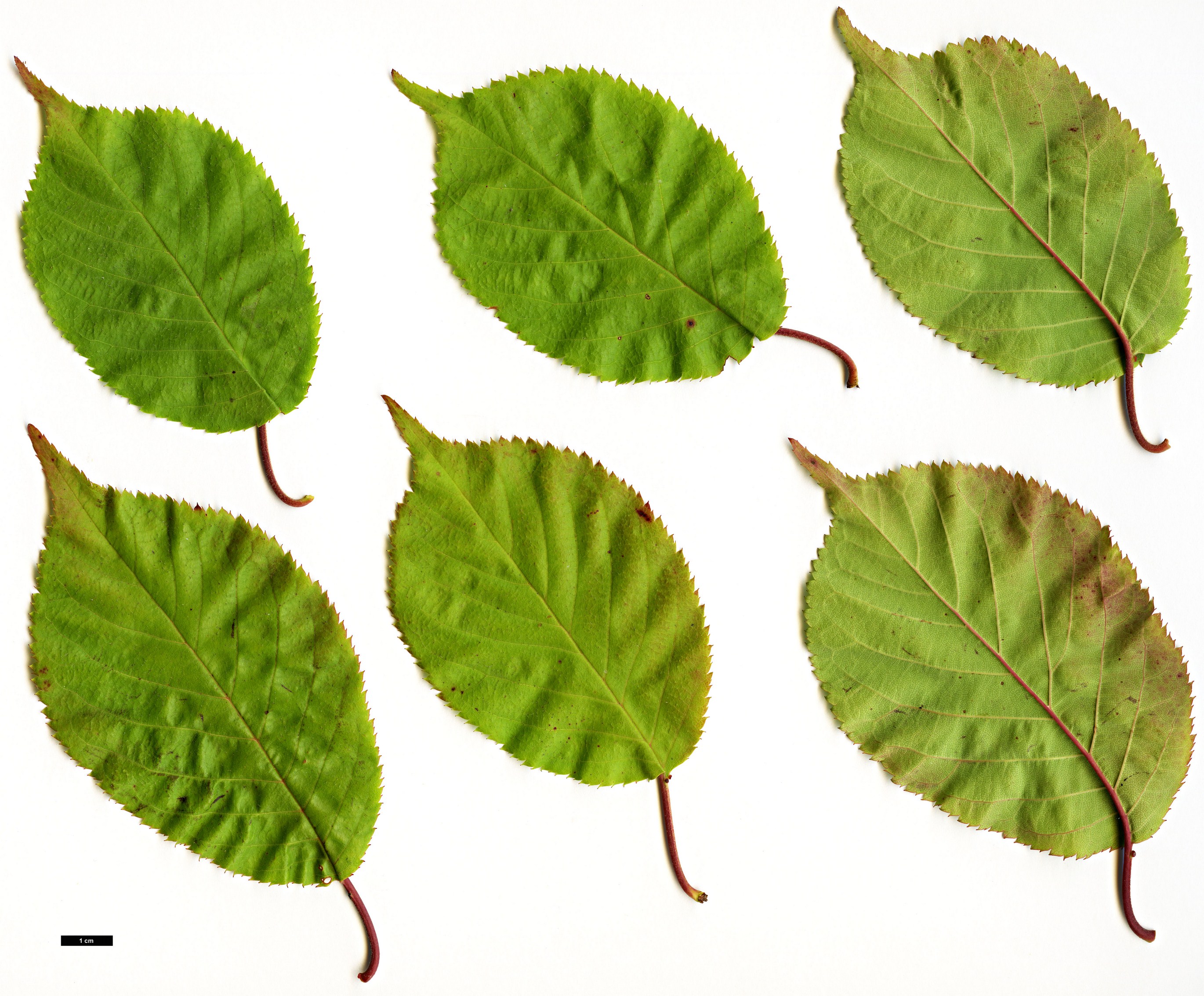 High resolution image: Family: Rosaceae - Genus: Prunus - Taxon: verucunda